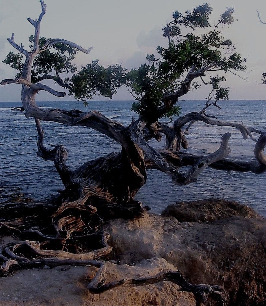 A weathered tree growing from the rocks by the sea