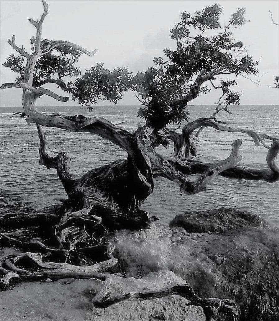 A weathered tree growing from the rocks by the sea, in black and white